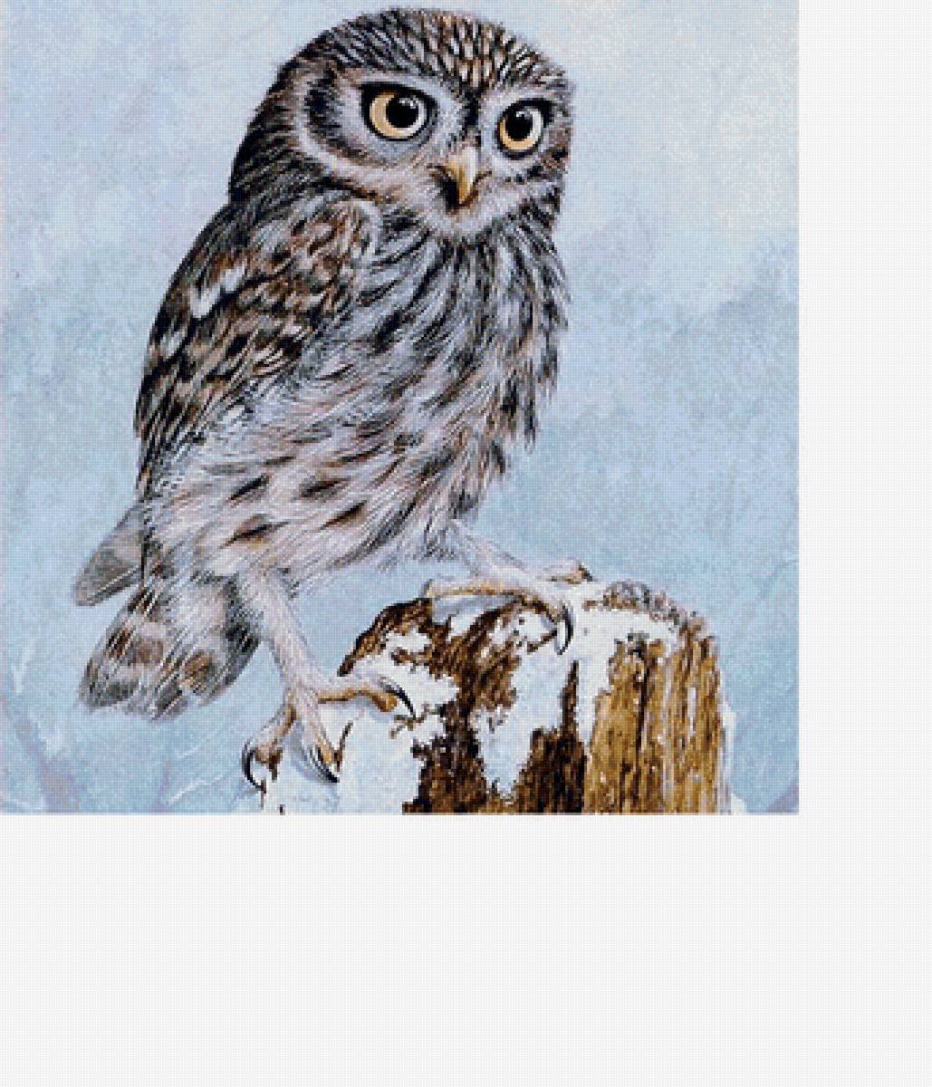 Сова зимой для детей