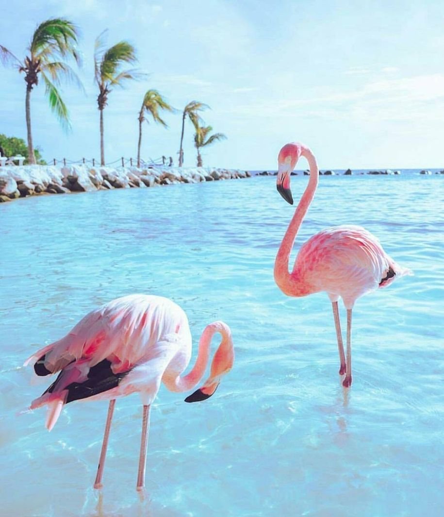 Варадеро Фламинго