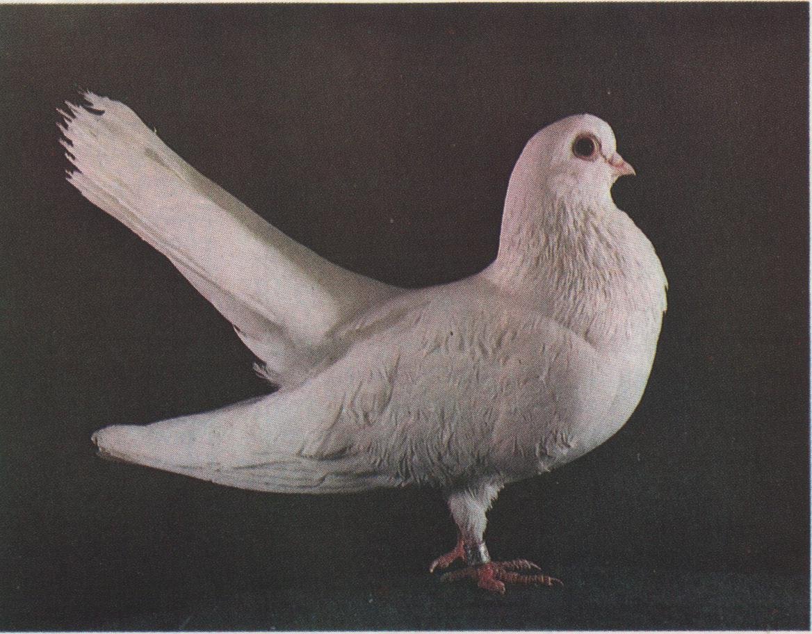 Николаевский высоколетный белый голубь