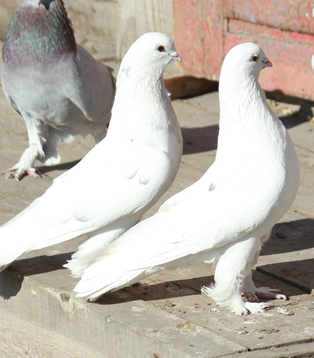 Бойные голуби