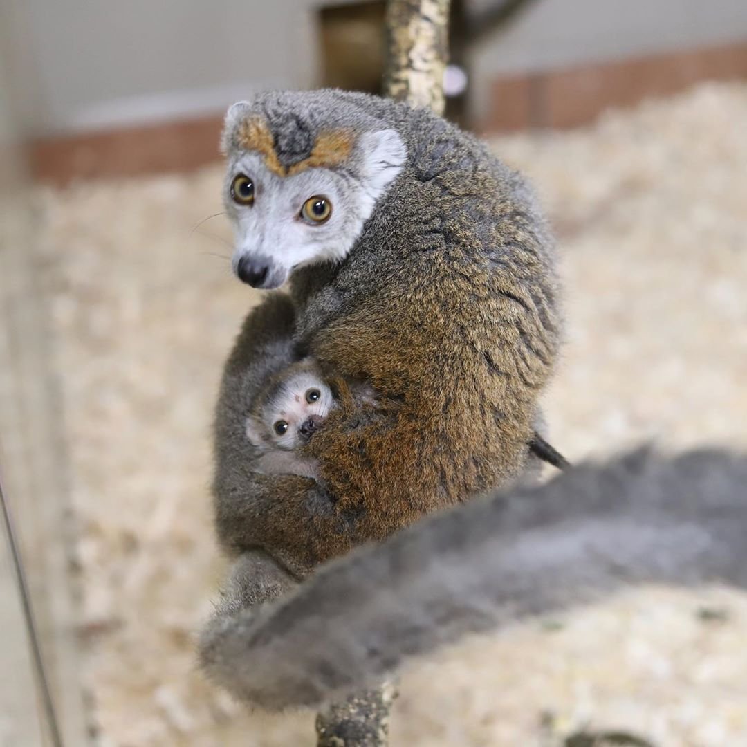 Венценосный лемур