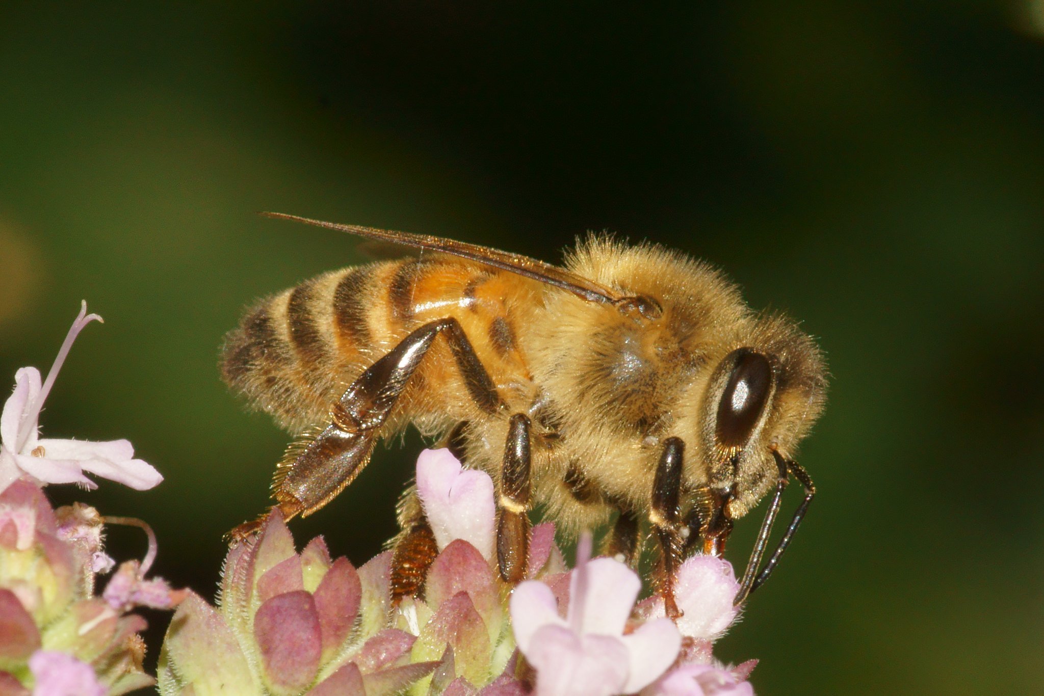 Превращение пчелы медоносной. Пчела АПИС Меллифера. Медоносная пчела APIS mellifera. Пчела абхазянка. Гималайская медоносная пчела.