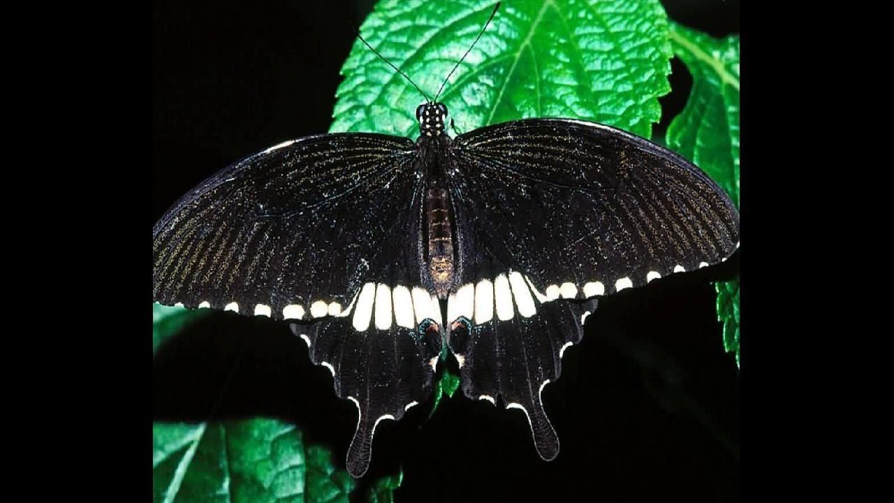 Черные ночные бабочки. Бабочка черная. Черные большие бабочки. Огромная черная бабочка. Самая большая бабочка в мире фото.