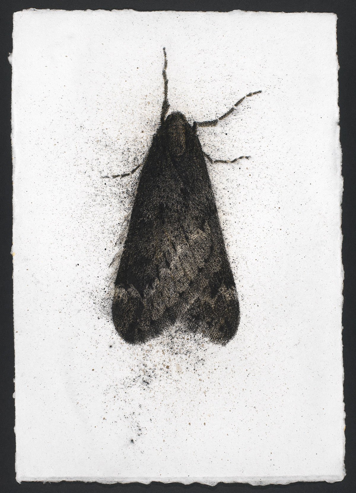 Черные ночные бабочки. Черный мотылек. Черная ночная бабочка. Черная моль. Чёрная моль насекомое.