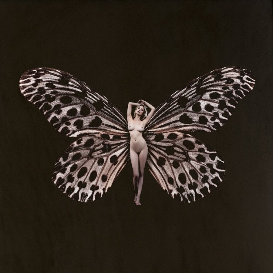 Бабочка Психея бабочка