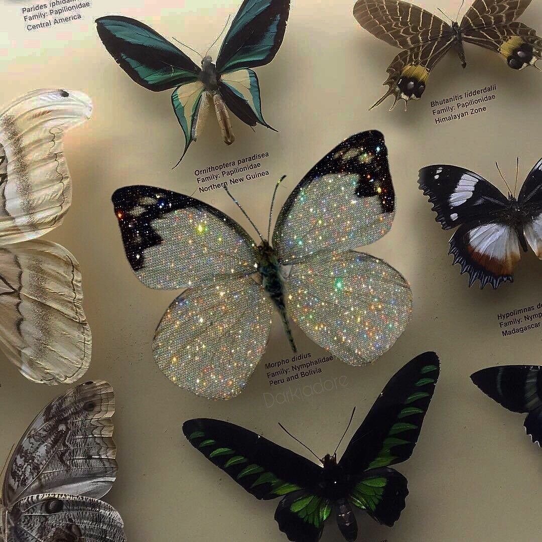 Бабочки Эстетика