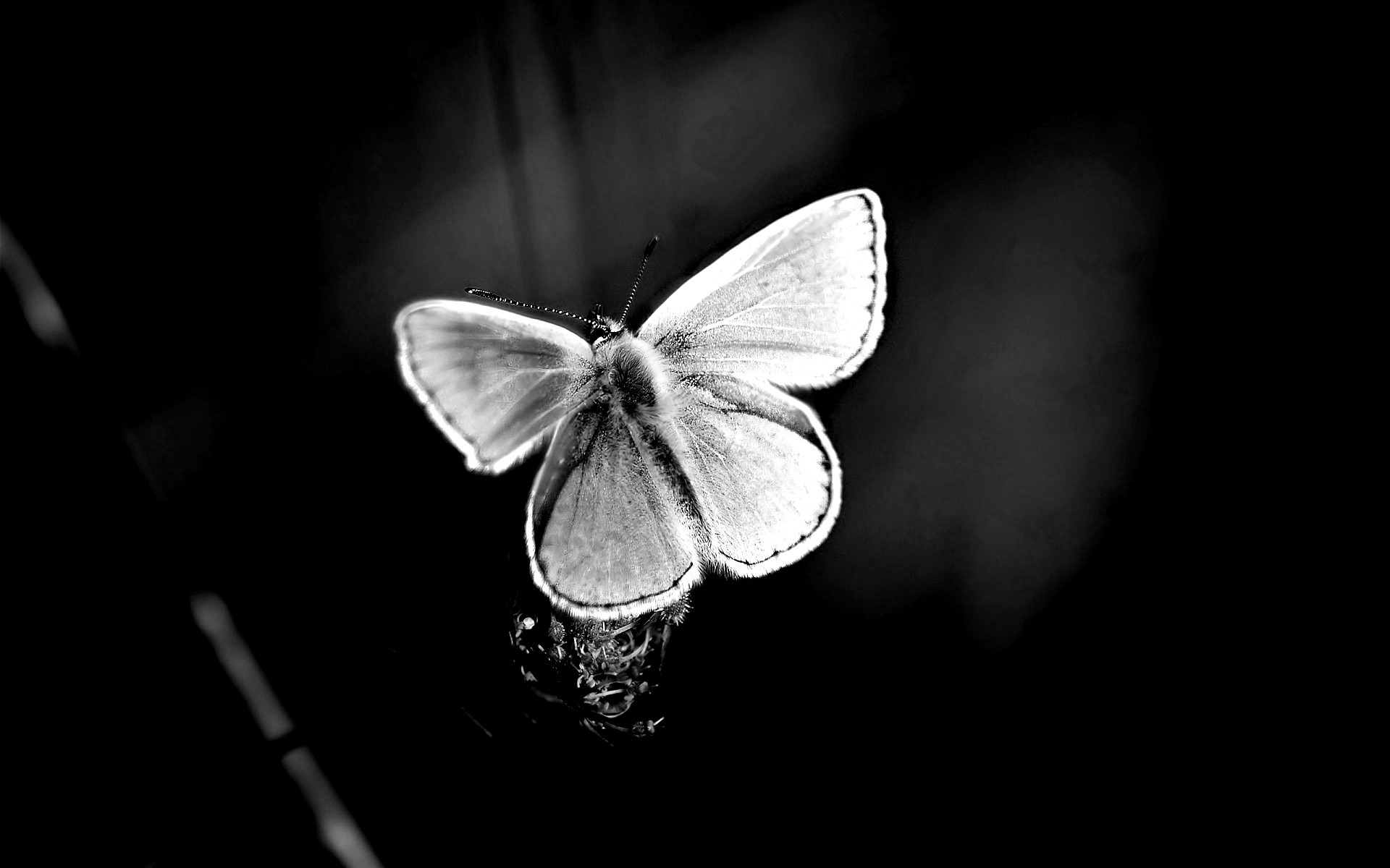 Черные ночные бабочки. Бабочки. Бабочки на черном фоне. Бабочка на темном фоне. Бабочка черно белая.