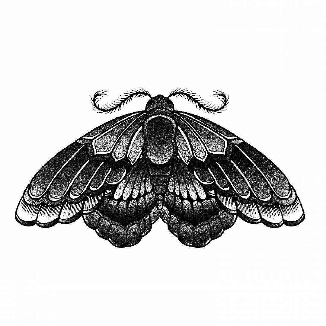 Мотылек эскиз