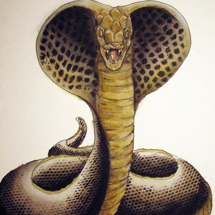 Кобра картина