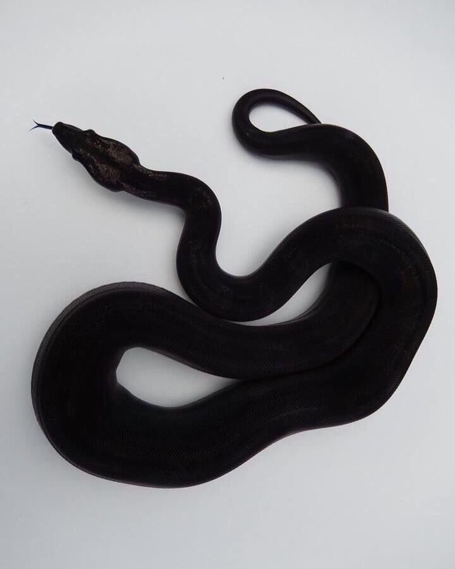 Блейк Снейк чёрная змея