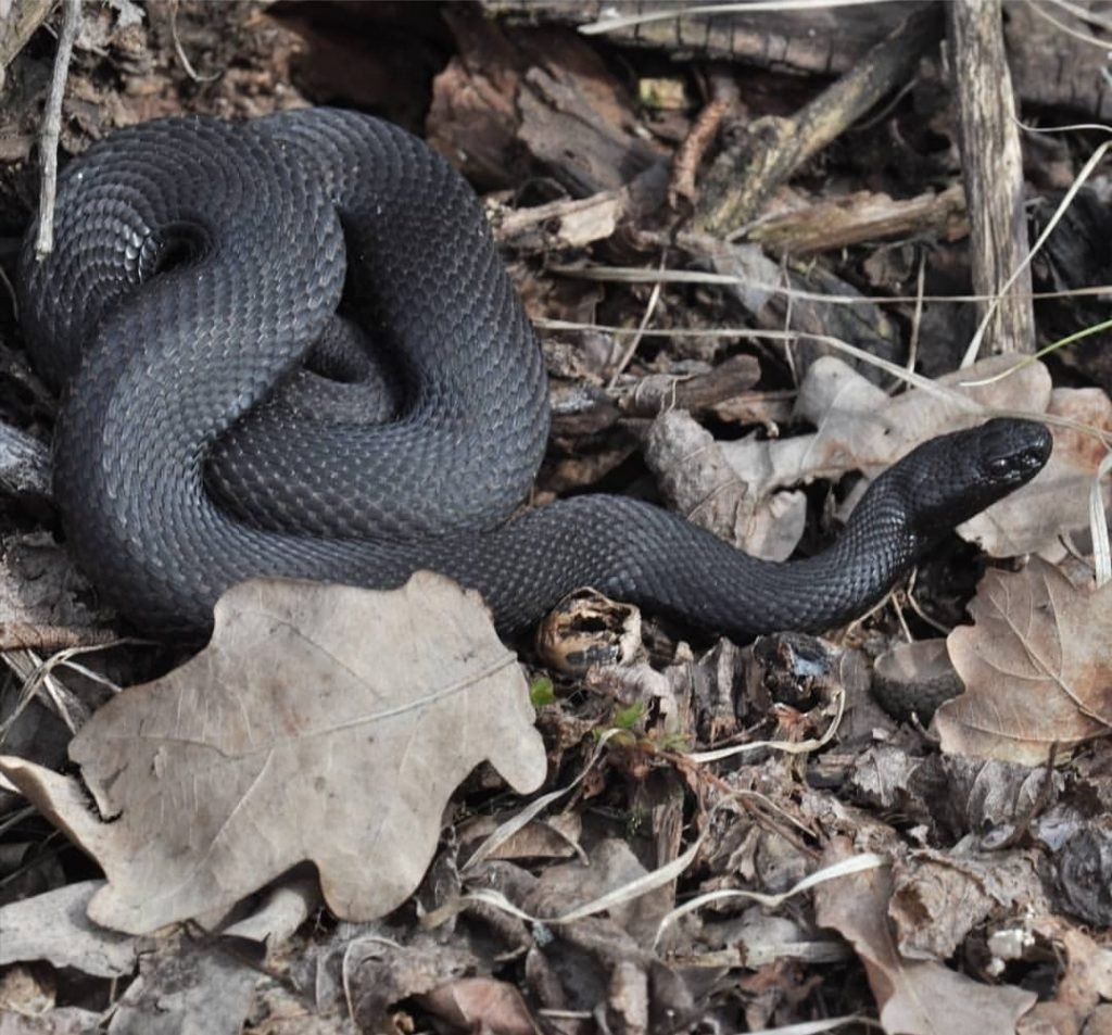 Обыкновенная гадюка меланист