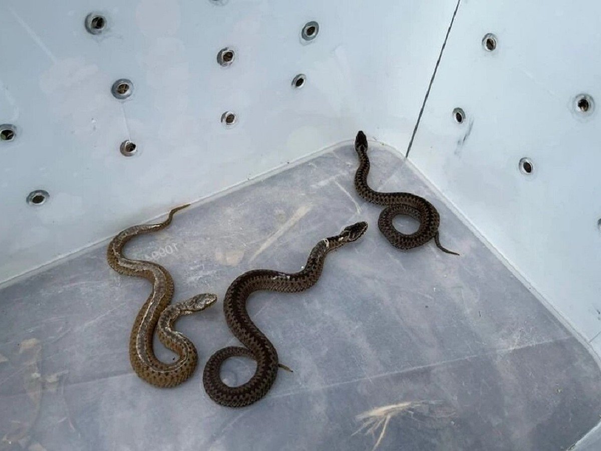 Змеи гадюка