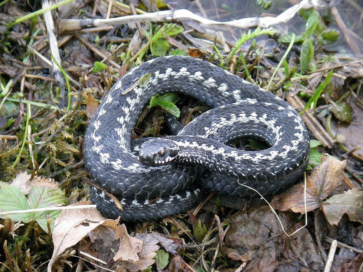 Болотная гадюка