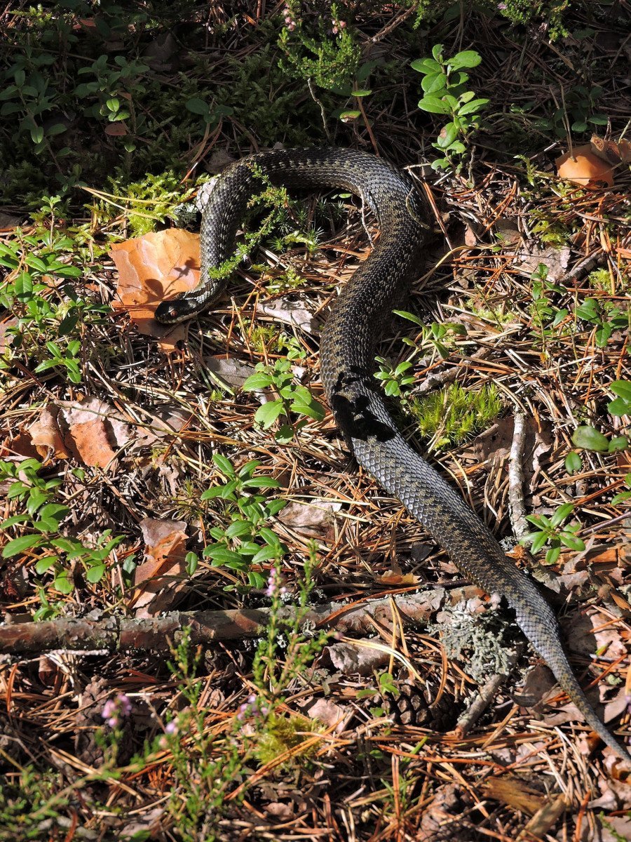 Змея гадюка Ленинградская область