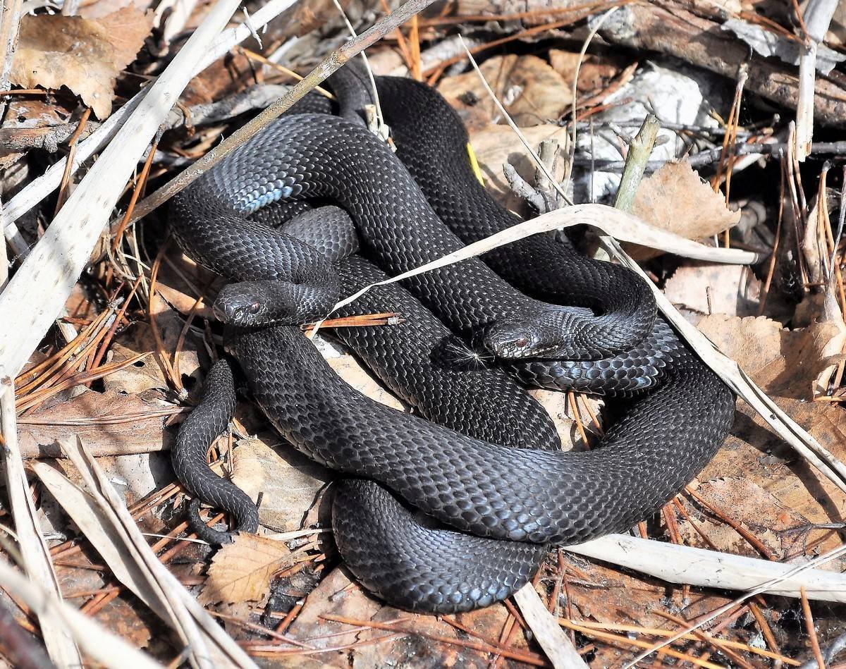 Обыкновенная гадюка черная