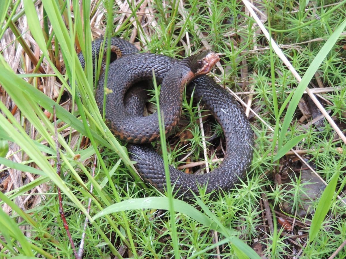 Обыкновенная гадюка меланист