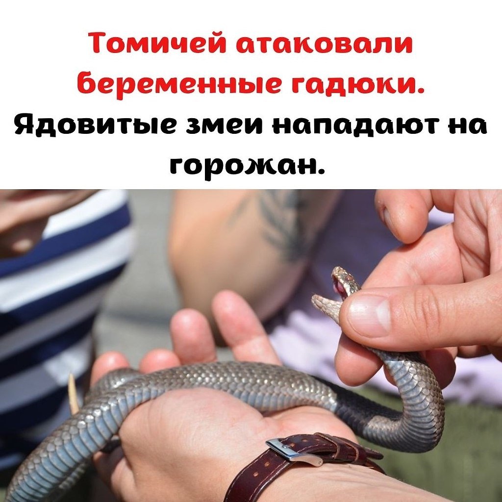 Змеи Подмосковья