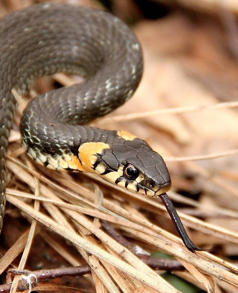 Змея уж обыкновенный
