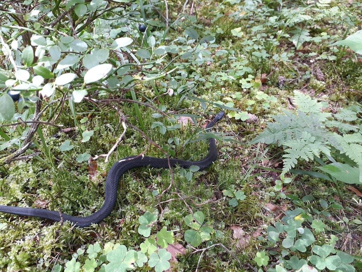 Гадюка в Ленинградской области
