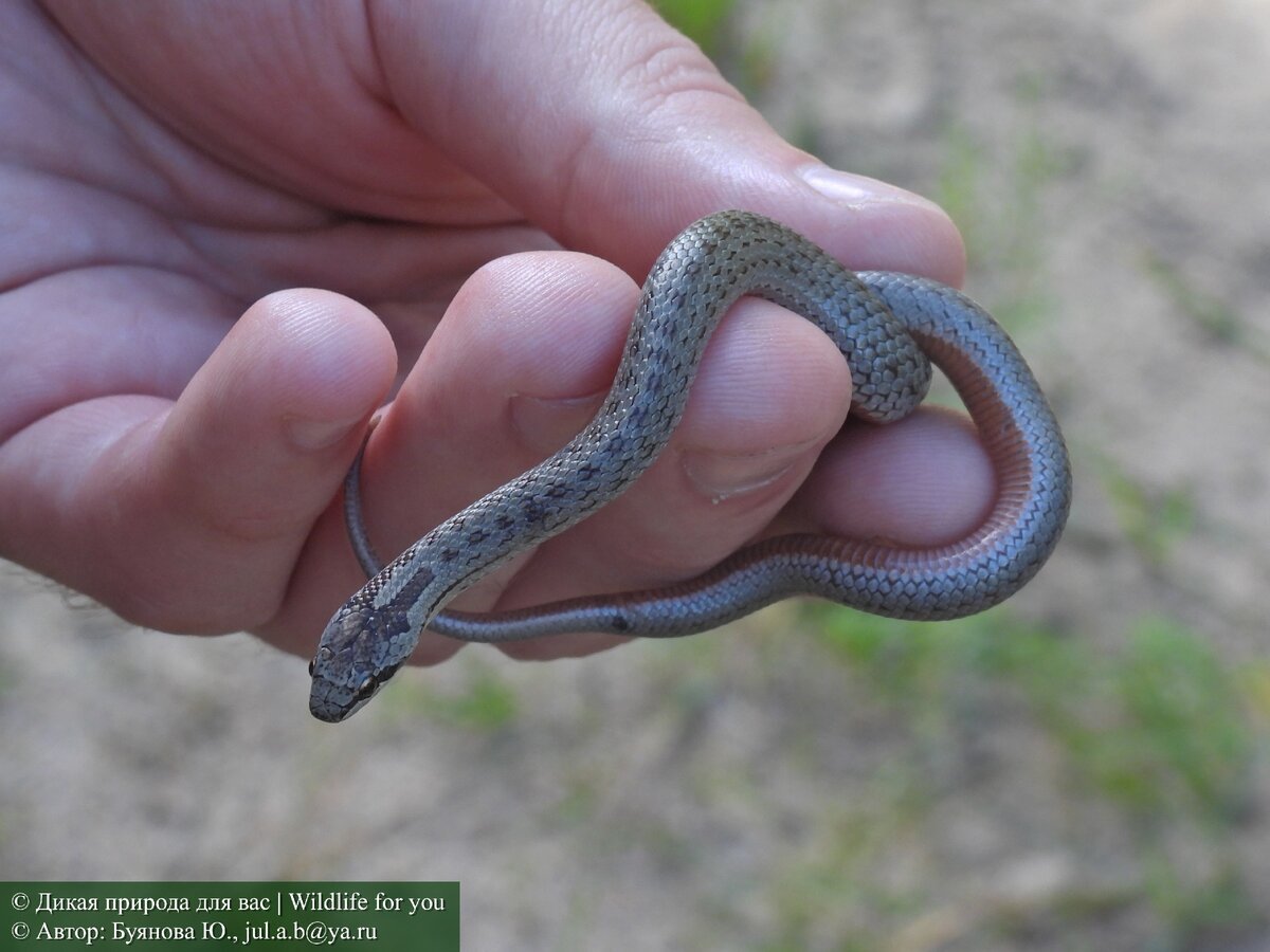 Гадюка уж медянка