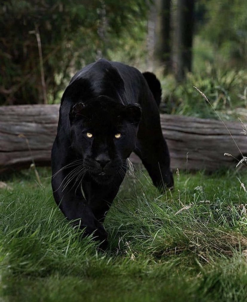 Черная пантера