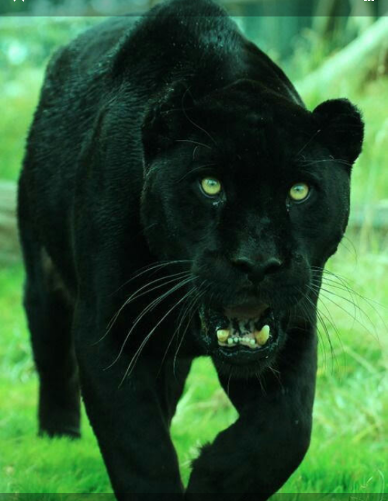 Черная пантера Ягуар