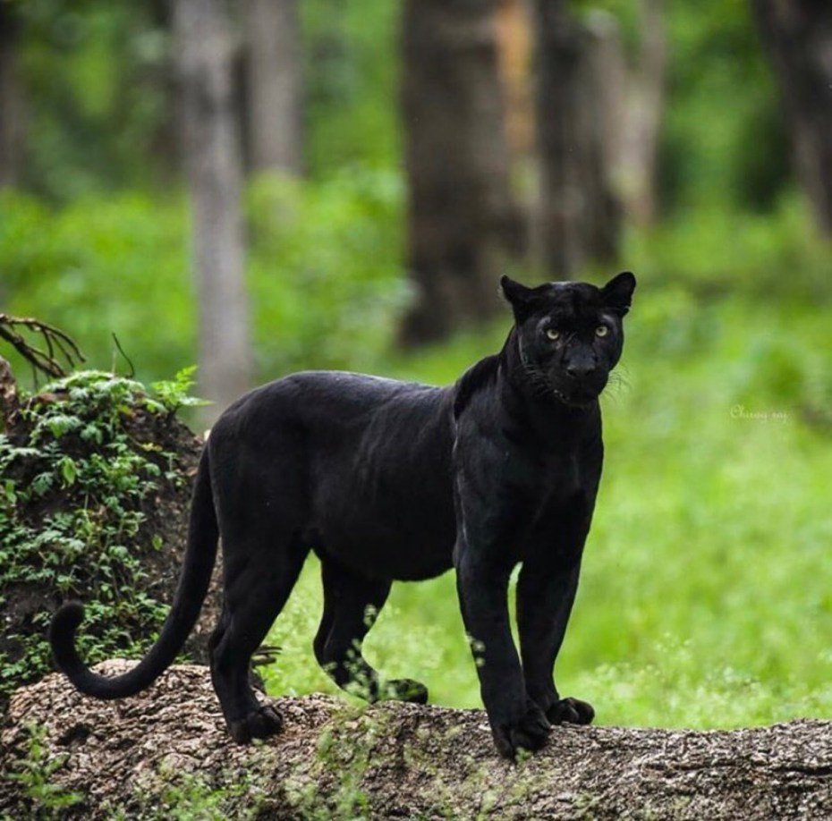 Бенгальская кошка меланистик черная пантера