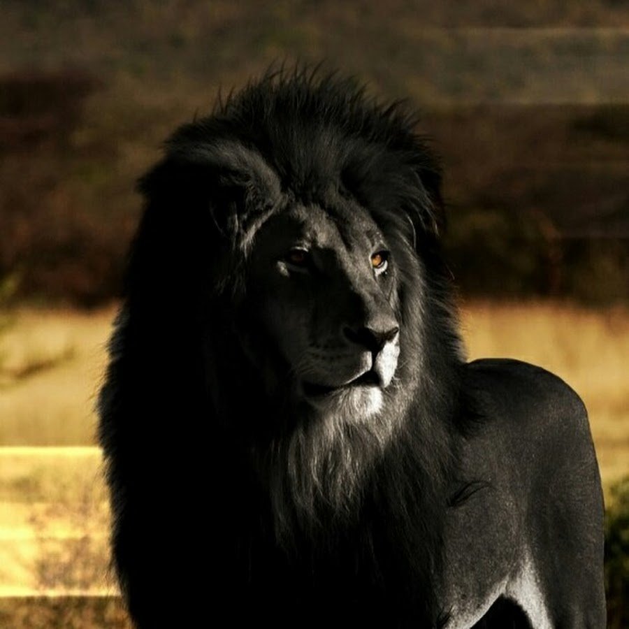 Черный Капский Лев