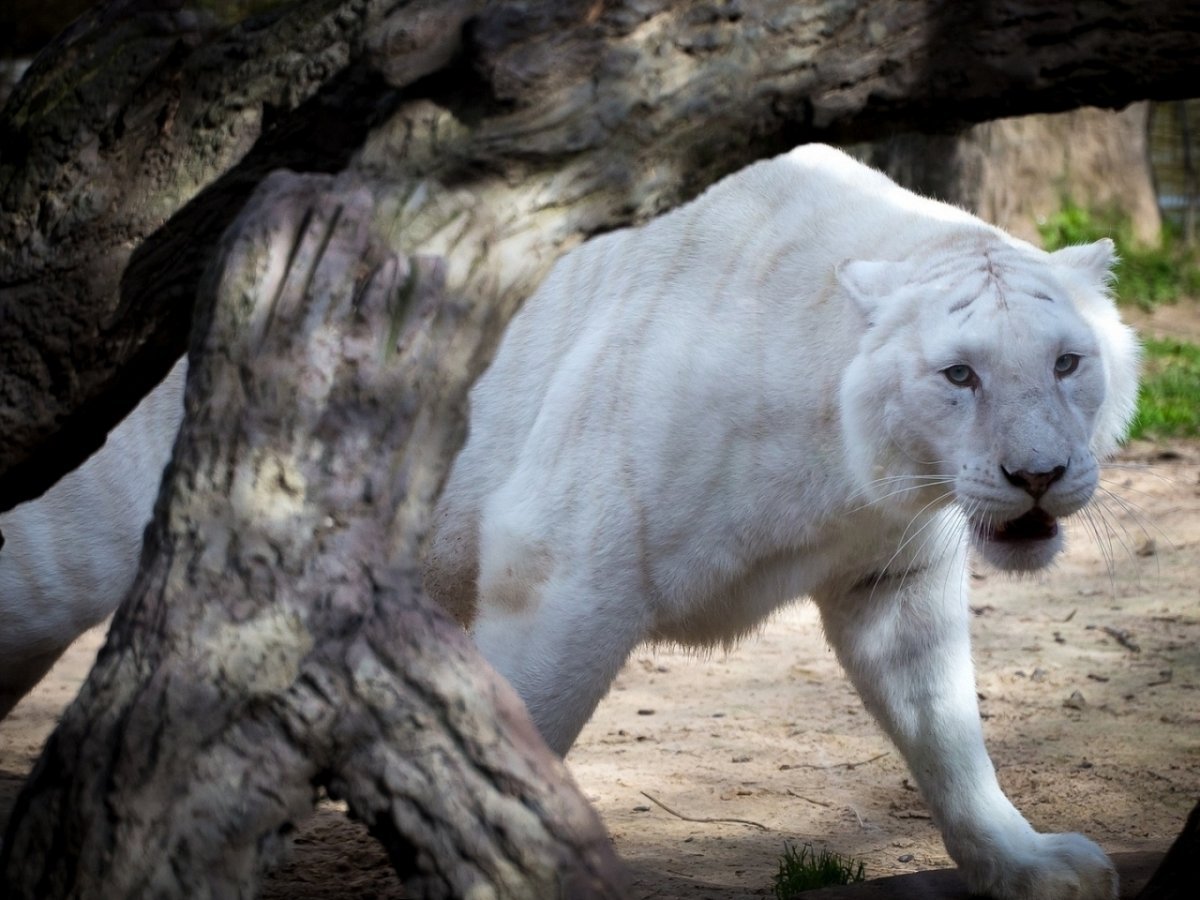White Panther