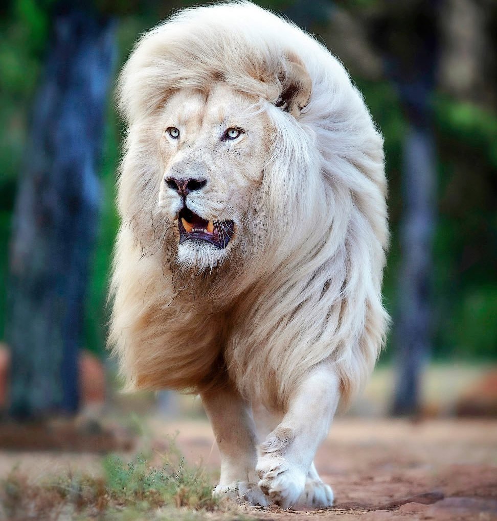 Создание Льва