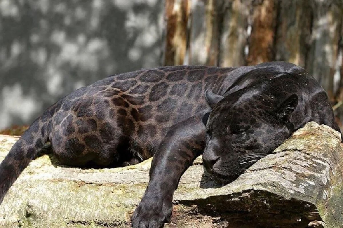 Дымчатый леопард меланист