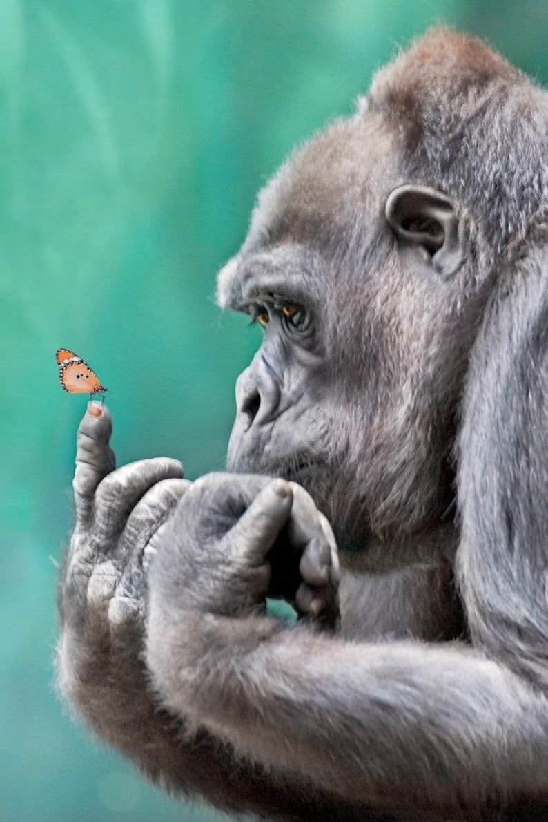 Мыслитель обезьяна