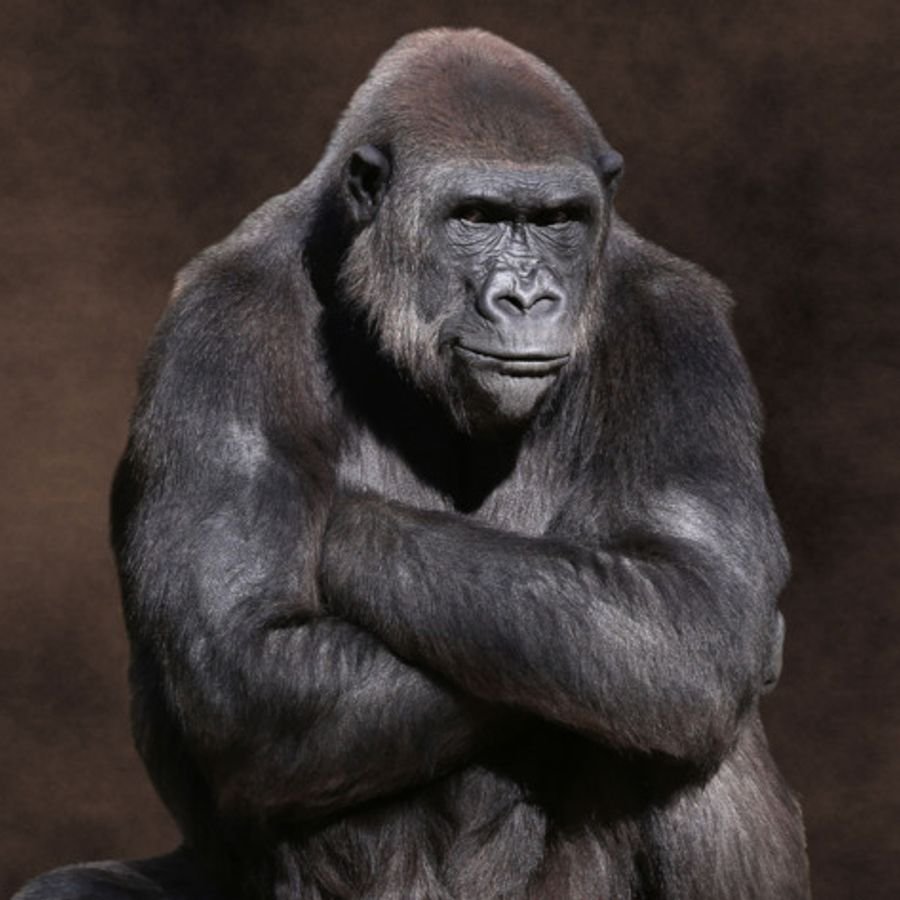 Задумчивая обезьяна