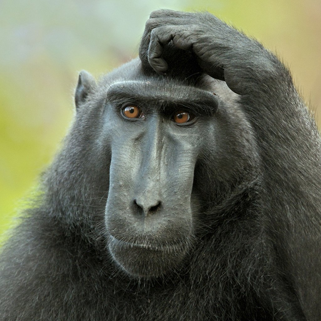 Задумчивое существо