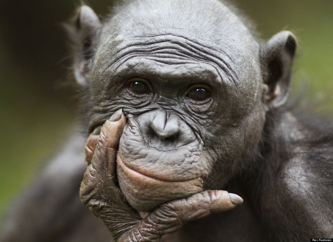 Обезьянки с надписью