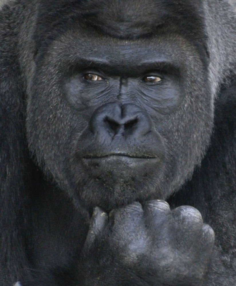 Горилла Шабани