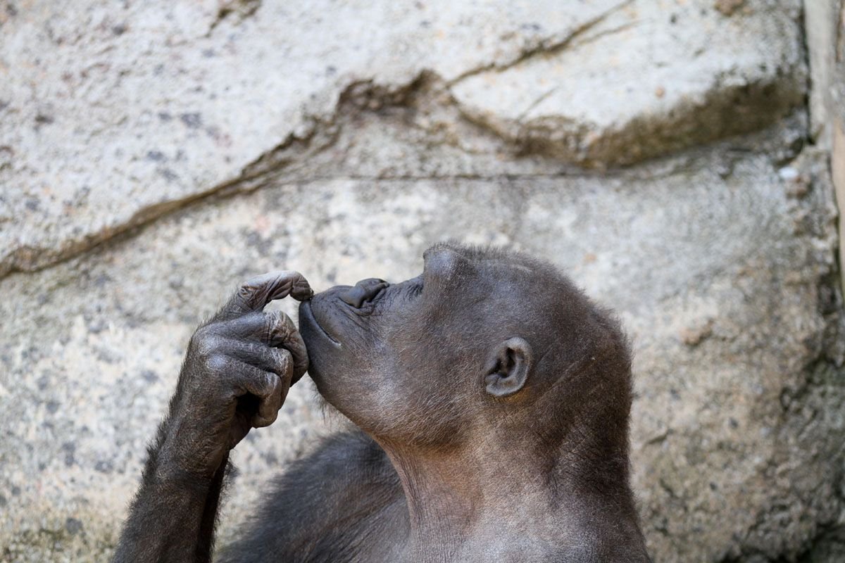 Обиженная обезьянка