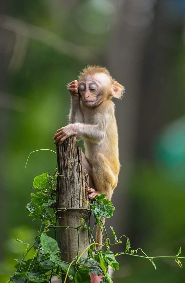 Милая обезьянка