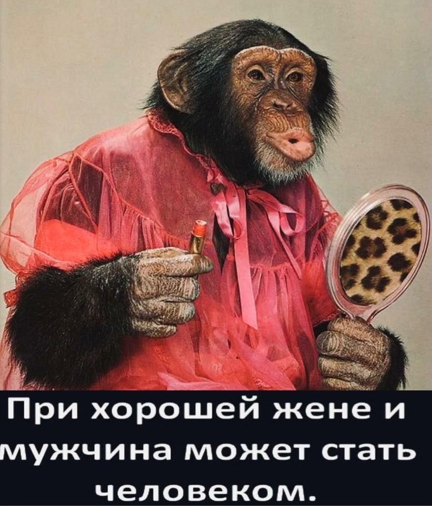 Обезьяна в рубашке