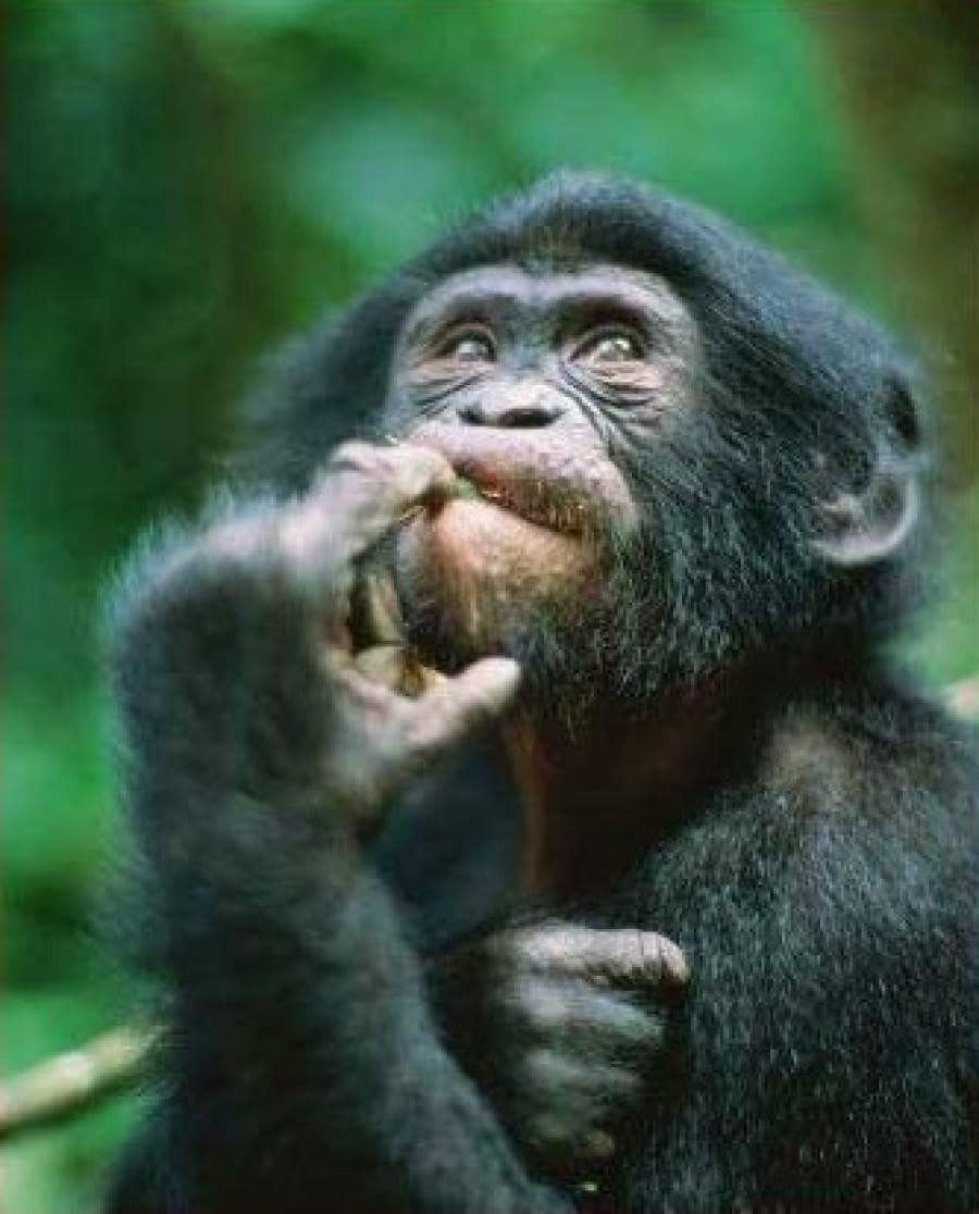 Задумчивая обезьяна