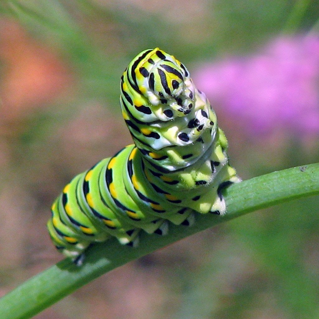 Papilio Troilus гусеница