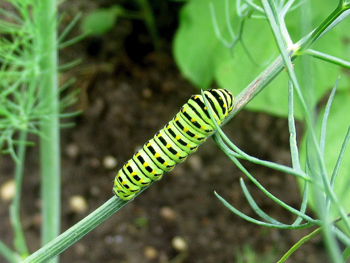Гусеница бабочки Махаон