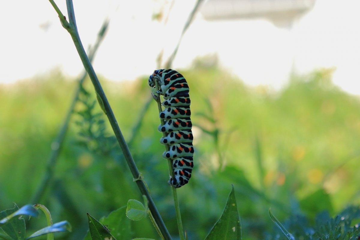 Бабочка Махаон гусеница Махаона