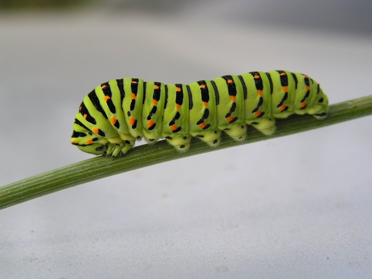 Личинка бабочки Махаон