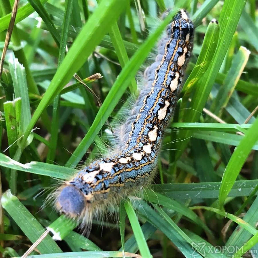 Сосновый коконопряд гусеница