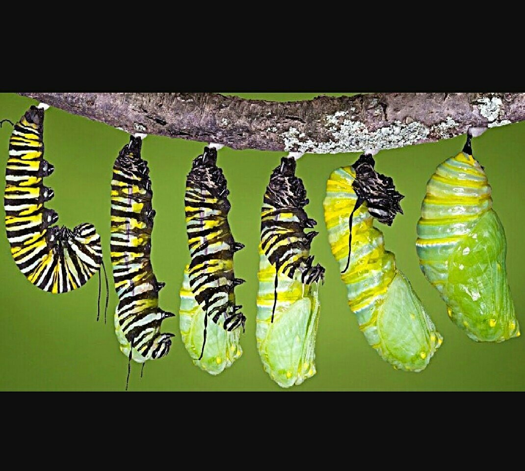 Личинка гусеница куколка бабочка