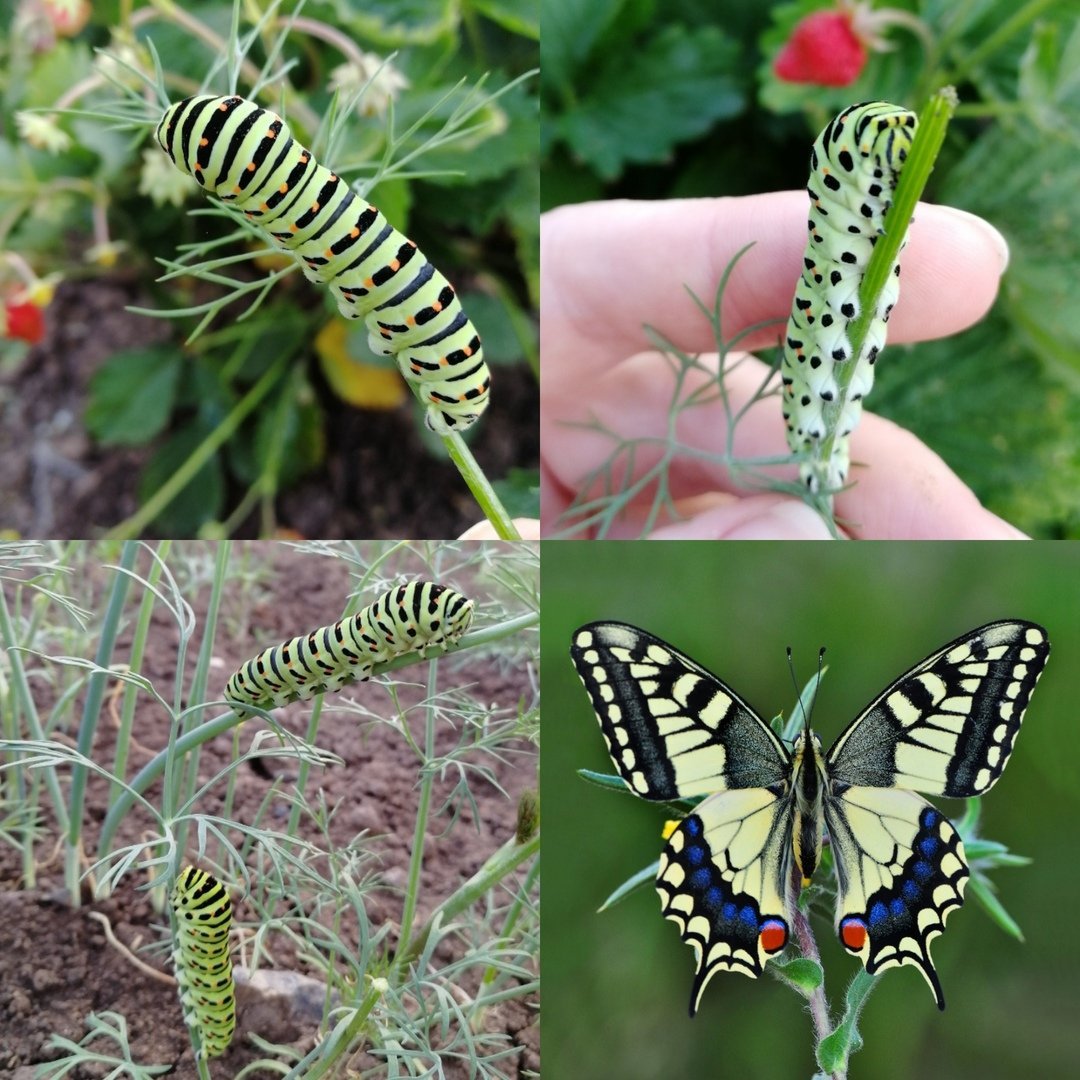 Papilio Machaon гусеница