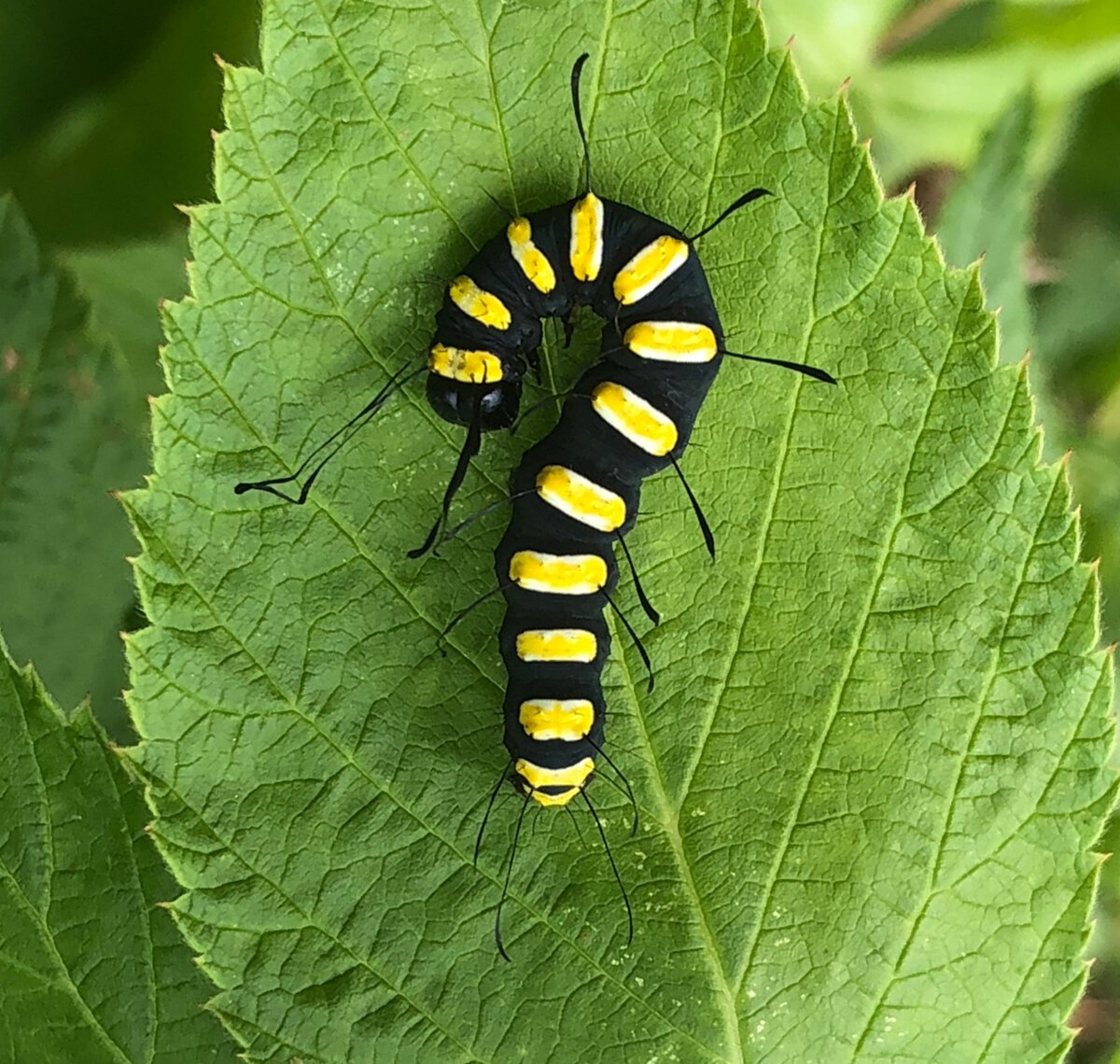 Стрельчатка Ольховая гусеница