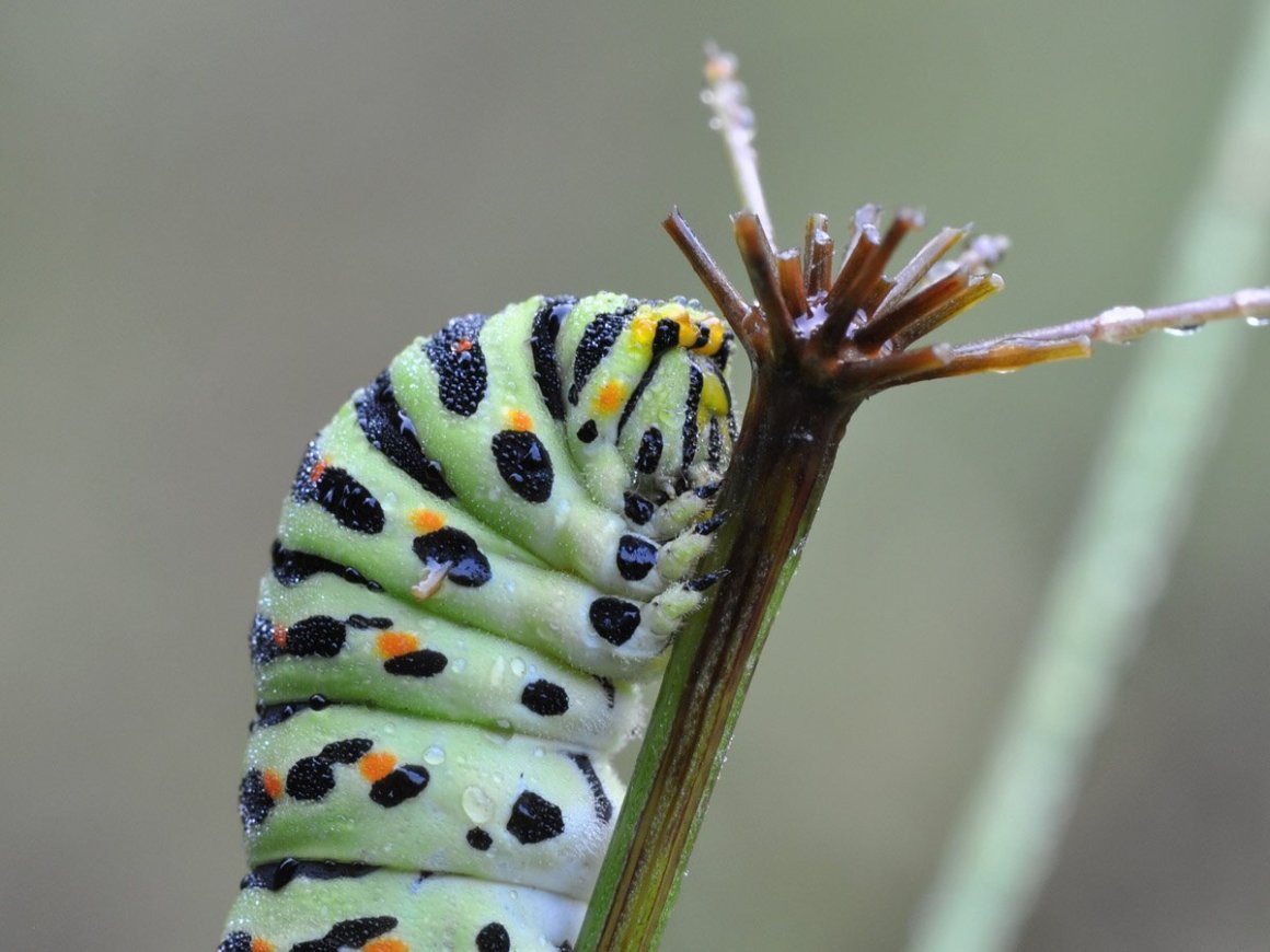 Papilio Machaon гусеница