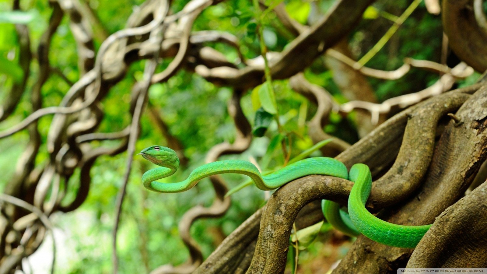 Змеи в тропическом лесу. Питон в джунглях. Тропическая змея древесный питон. Змеи экваториальных лесов Африки. Питон в тропическом лесу.